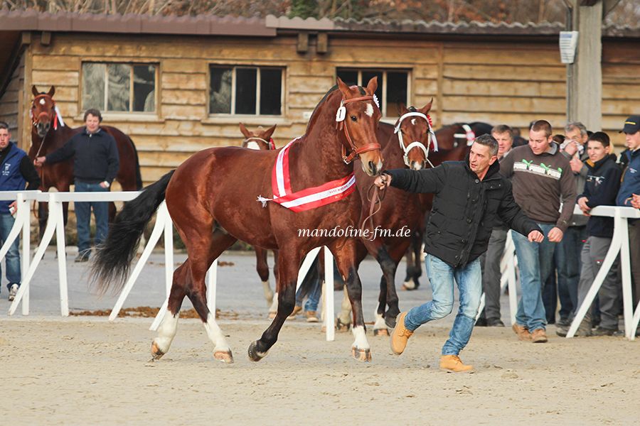 FM Hengst Niagara, étalon FM Niagara, swiss Franches Montagnes stallion Niagara, light draft horse from Switzerland