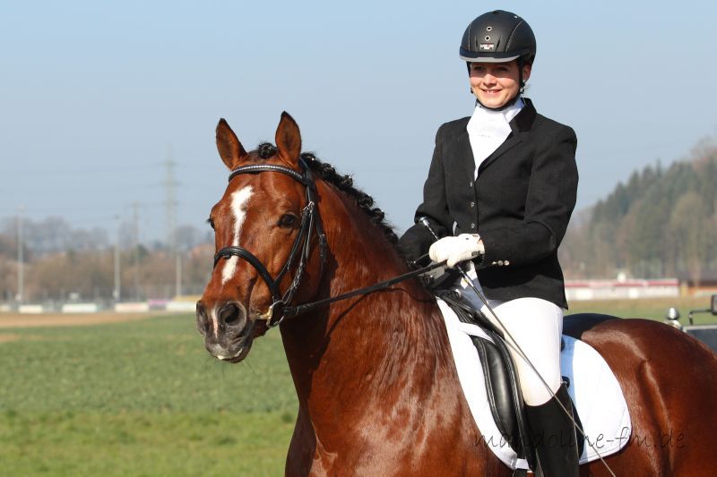 Freiberger Hengst Nikito von Neckar/ Eiger und Mirjam Burkart an der Hengstschau in Eiken 2014