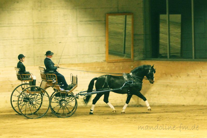 FM Hengst Quarex von Quinto/ Leader bei der Henstschau in Bellelay 2014